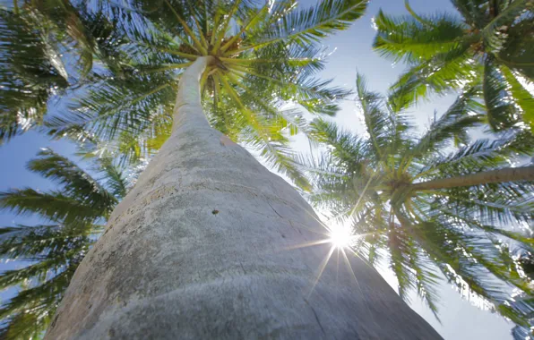 Picture the sky, the sun, foliage, Palm trees, trunk, bark