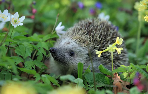 Picture grass, nature, animal, hedgehog
