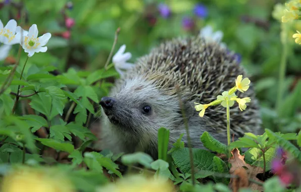 Grass, nature, animal, hedgehog