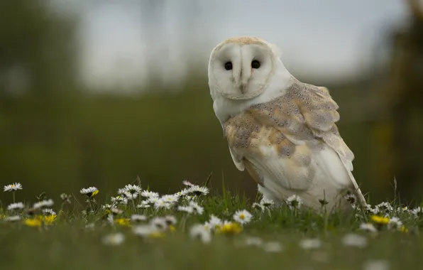 Look, flowers, owl, bird, glade, chamomile, bokeh, the barn owl