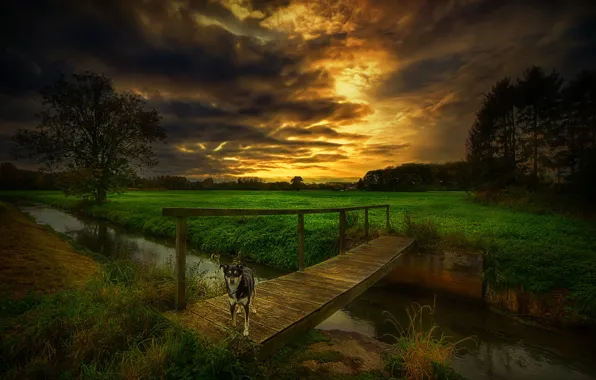 Trees, clouds, stream, dog, channel, the bridge