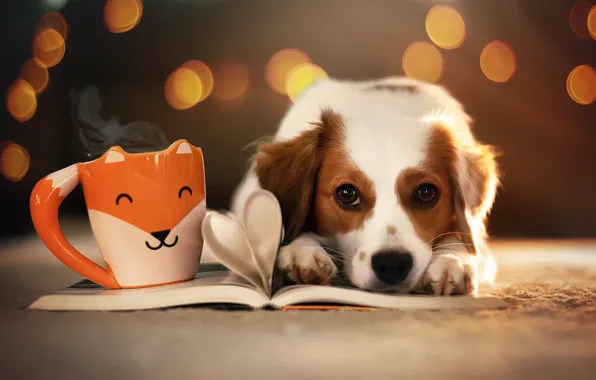 Picture look, face, glare, dog, mug, book