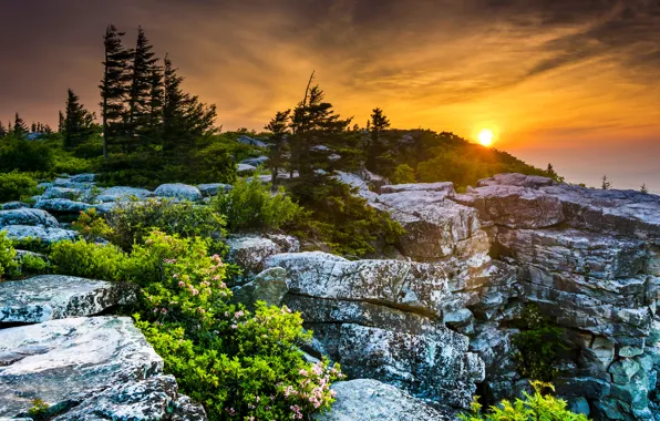 Trees, sunset, stones, USA, the bushes, West Virginia