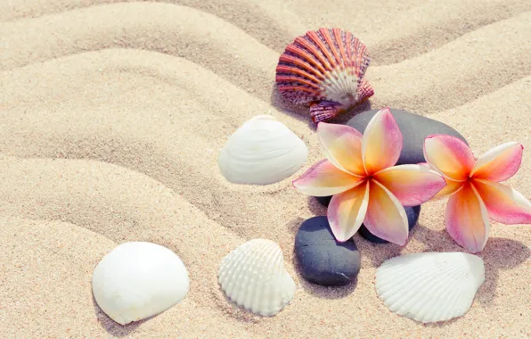 Sand, beach, summer, flowers, stones, shell, summer, beach