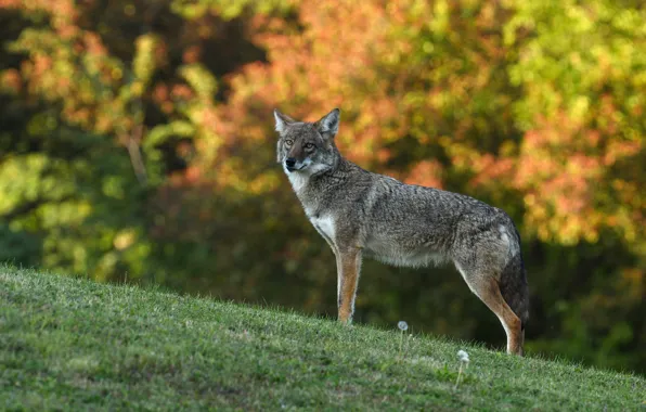 Picture autumn, look, nature, grey, wolf, bokeh, coyote
