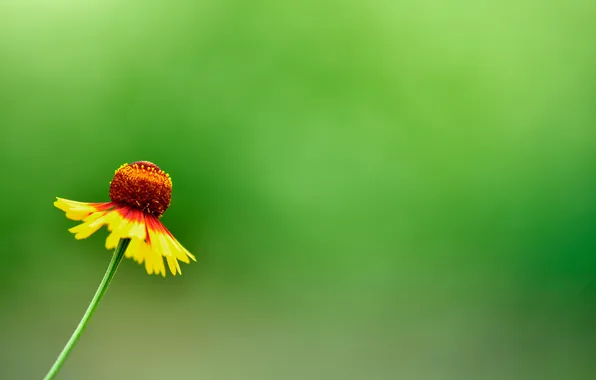 Flowers, green, background, one, bubo
