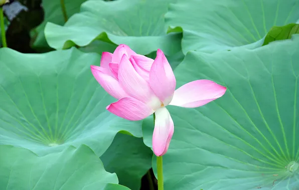 Picture leaves, nature, petals, Bud, Lotus