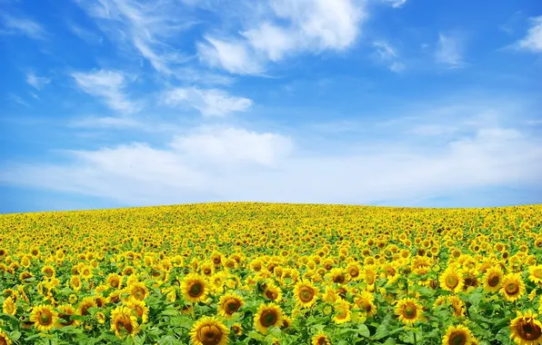 Picture the sky, clouds, sunflowers, Field