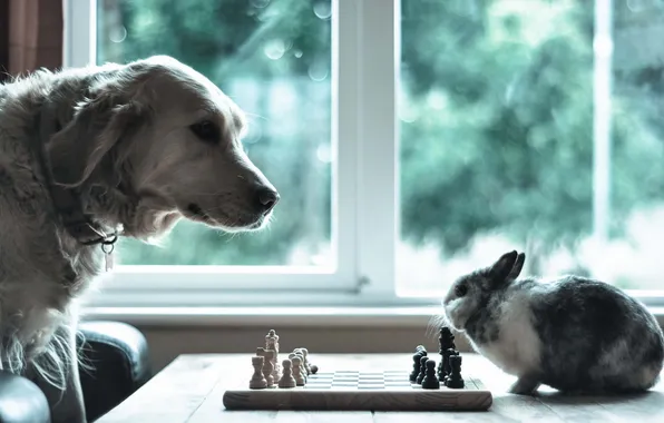 Picture mood, dog, rabbit, chess