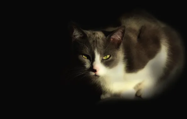 Cat, look, face, light, grey, klushka