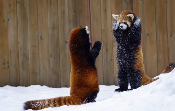 Picture snow, the fence, red Panda, hands up, two animals