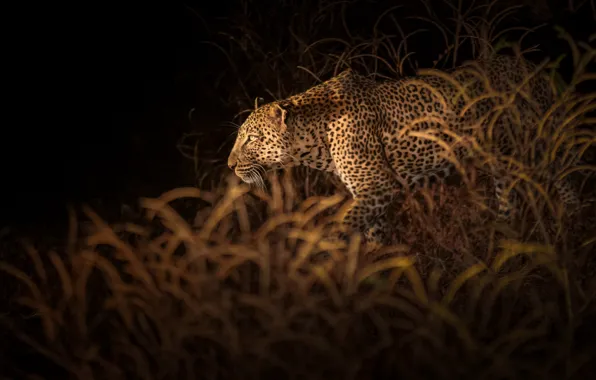 Picture vegetation, leopard, leopard, vegetation, Richard Liu