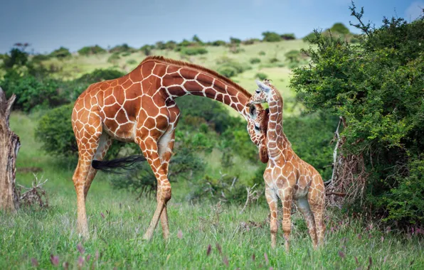 Family, giraffe, Africa, Kenya, LEWA Wildlife, Conservancy