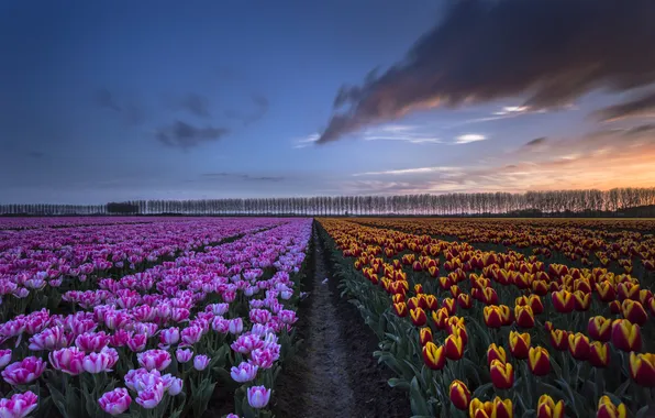 The sky, flowers, spring, tulips, plantation, boundary
