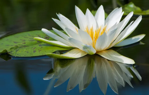 Water, reflection, white, Nymphaeum, water Lily