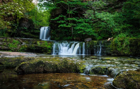 Forest, trees, landscape, nature, waterfall