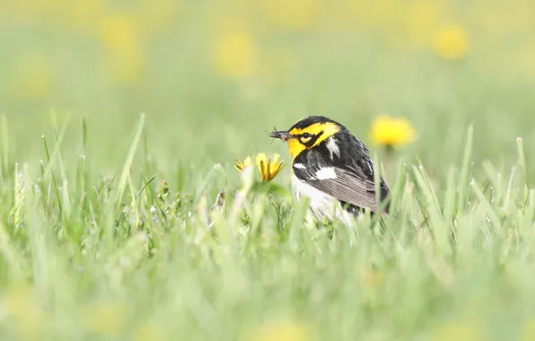 Grass, flowers, bird, glade, insect, bird, dandelions, yellow