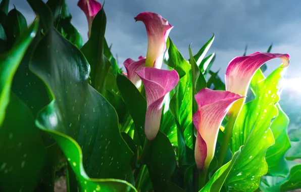 Pink, buds, Calla lilies