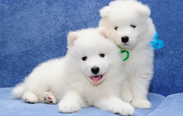 Picture dogs, puppies, a couple, Samoyed