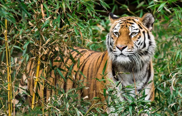 Look, face, tiger, thickets, foliage, the bushes