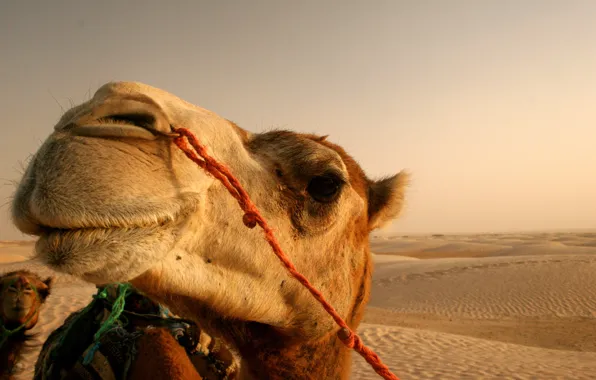 The sun, desert, camel