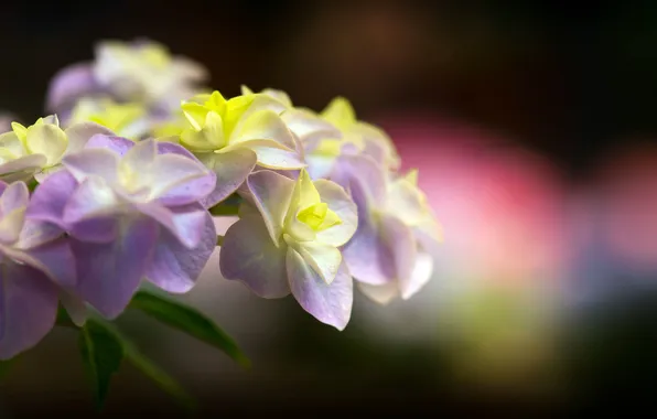 Flower, macro, hydrangea, hydrangea