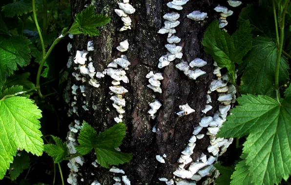 Picture tree, currants, Fungi