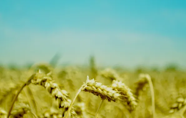 Field, summer, the sky, macro, nature, blue, plants, ears