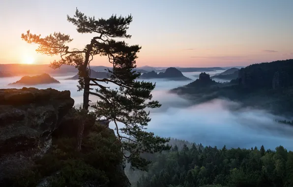 Forest, the sky, fog, morning, Saxon Switzerland, Elbe Sandstone mountains