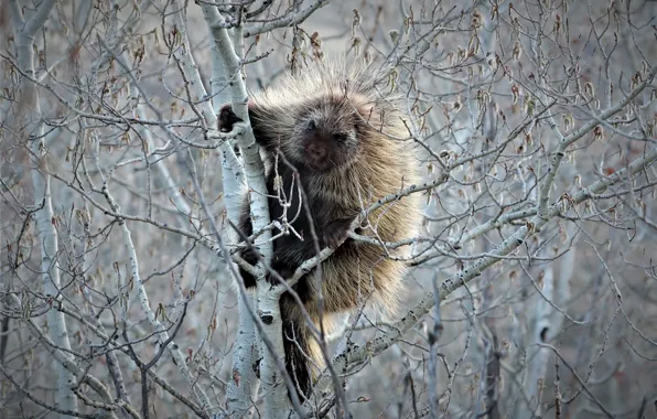 Picture nature, tree, porcupine