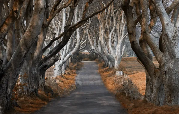 Picture road, autumn, trees