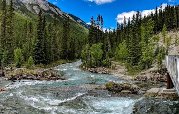 Forest, trees, mountains, bridge, stream, stones, for, Canada