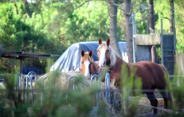 Look, trees, nature, the fence, horses, horse, pair