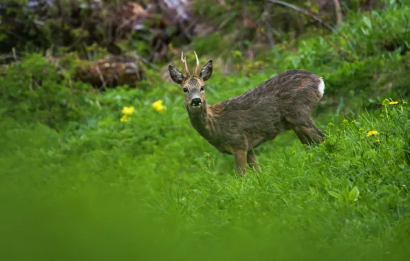 Greens, summer, grass, look, nature, glade, deer, ROE