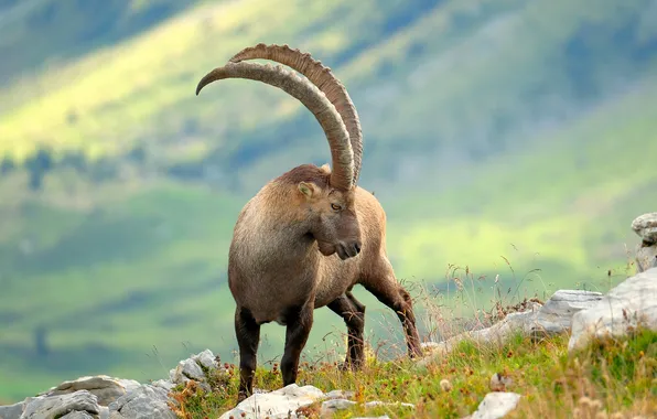 Field, grass, mountains, pose, stones, goat, horns, bokeh