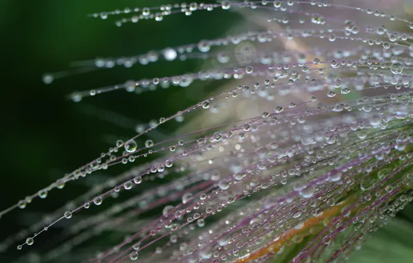 Macro, Drops, Rosa, Weed