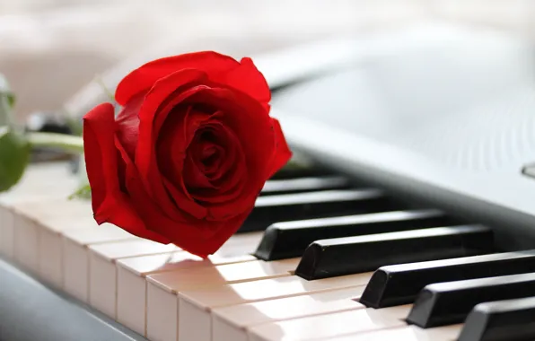 Music, rose, piano
