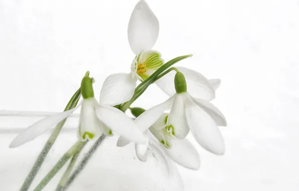 Petals, snowdrops, white background, Galanthus