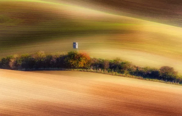 Field, light, trees, nature