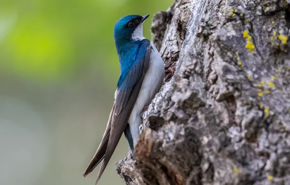 Picture trunk, tree, swallow, bird