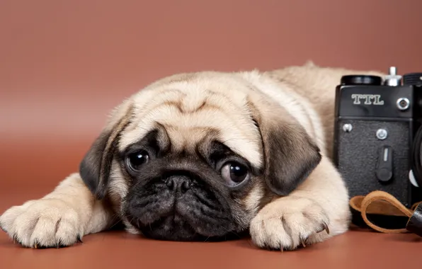 Look, the camera, pug, puppy