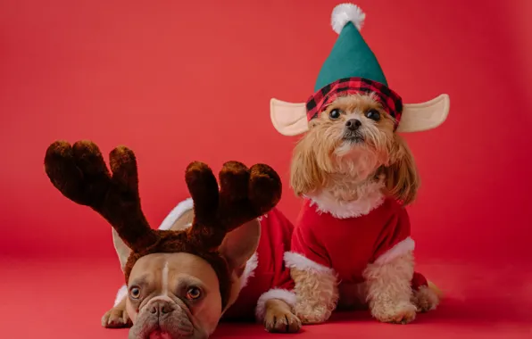 Dogs, elf, dog, deer, Christmas, costume, New year, horns