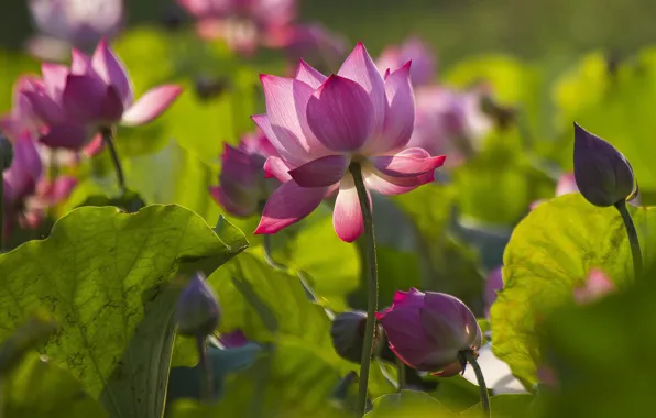Picture leaves, light, flowers, Lotus, pink, buds