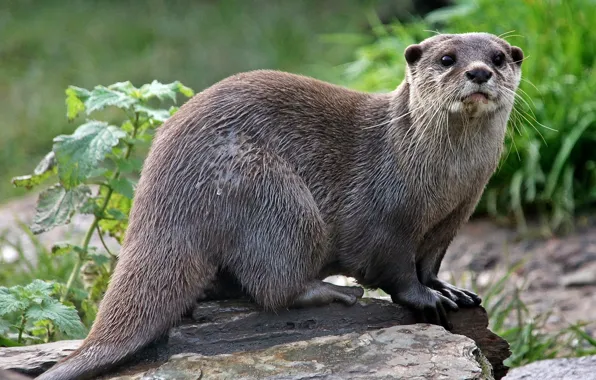 Picture look, animal, otter