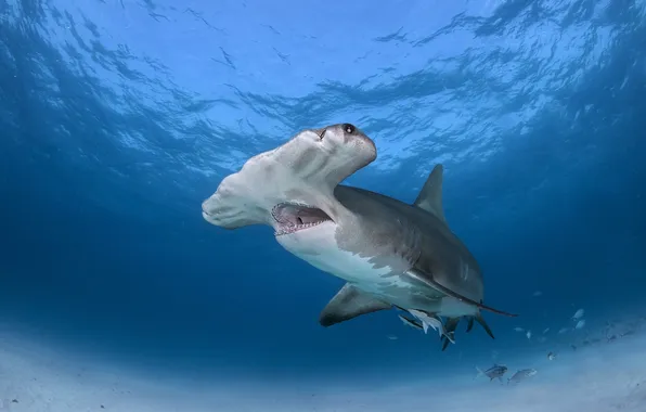 Picture sea, fish, Great Hammerhead Shark
