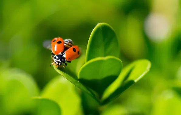 Leaves, plant, ladybug, the rise