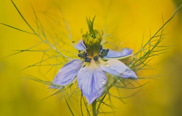 Drops, flowers, background, petals