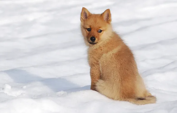 Winter, snow, dog, puppy, The Finnish Spitz