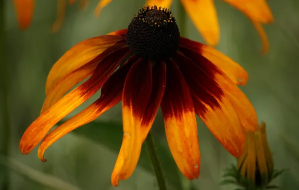 Flower, sun, garden