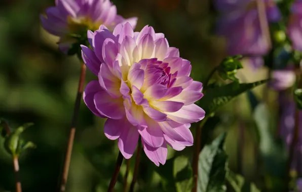 Leaves, flowers, background, garden, Dahlia, lilac, dahlias
